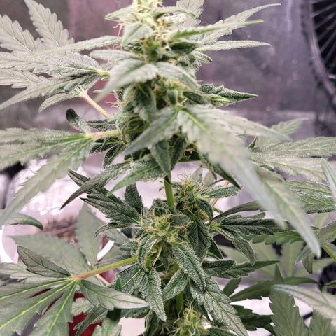 Toof Decay x Walter White growlog timeline photo