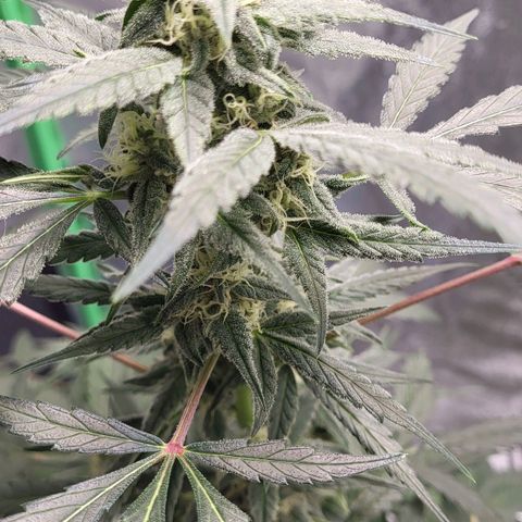 Jammy Dodgers #2 growlog timeline photo