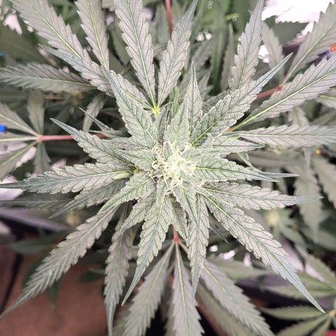 Jammy Dodgers #2 growlog timeline photo