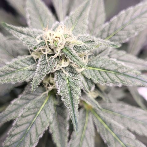 Jammy Dodgers #2 growlog timeline photo