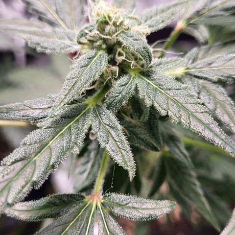 Toof Decay x Walter White growlog timeline photo