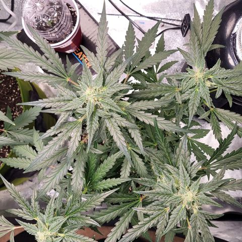 Toof Decay x Walter White growlog timeline photo