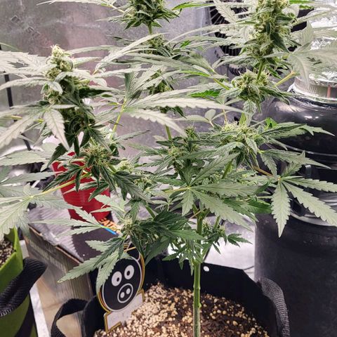 Toof Decay x Walter White growlog timeline photo