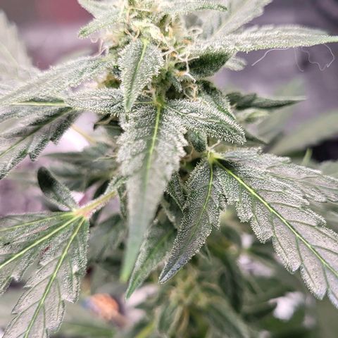 Toof Decay x Walter White growlog timeline photo