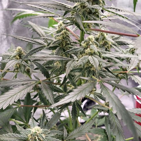 Jammy Dodgers #2 growlog timeline photo