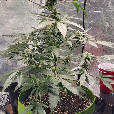 Jammy Dodgers #2 growlog timeline photo