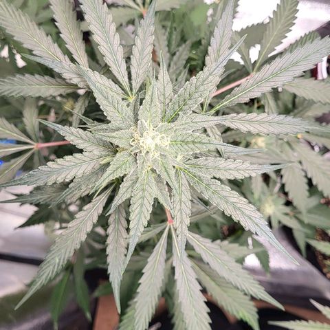 Jammy Dodgers #2 growlog timeline photo