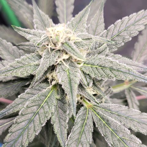 Jammy Dodgers #2 growlog timeline photo