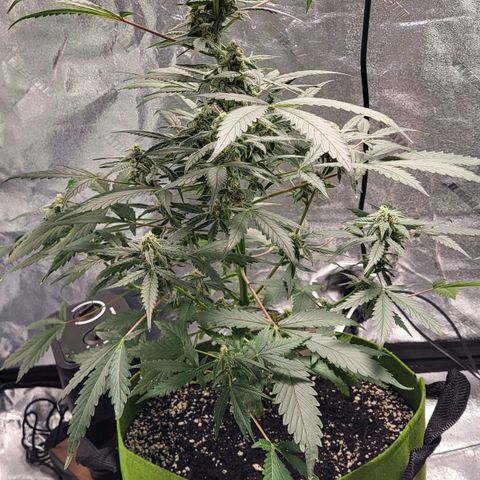 Jammy Dodgers #2 growlog timeline photo