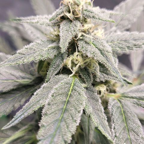 Jammy Dodgers #2 growlog timeline photo