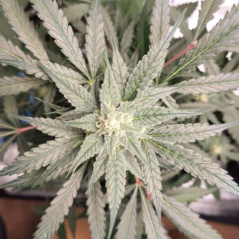 Jammy Dodgers #2 growlog timeline photo