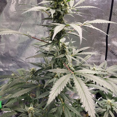 Jammy Dodgers #2 growlog timeline photo