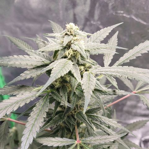 Jammy Dodgers #2 growlog timeline photo
