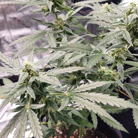 Toof Decay x Walter White growlog timeline photo