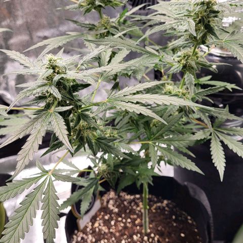 Toof Decay x Walter White growlog timeline photo