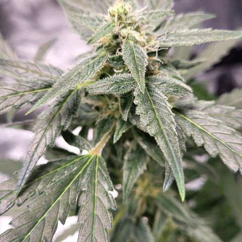 Toof Decay x Walter White growlog timeline photo
