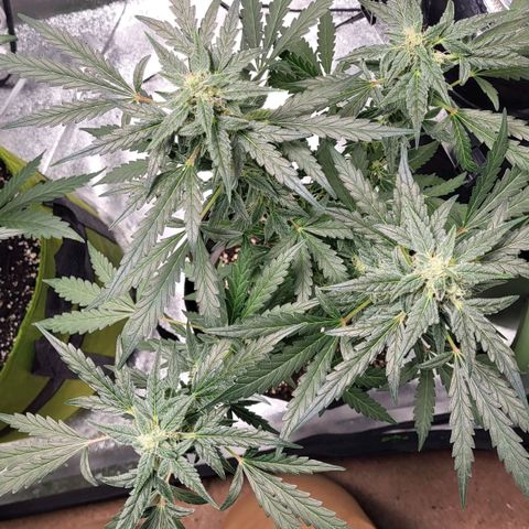 Toof Decay x Walter White growlog timeline photo