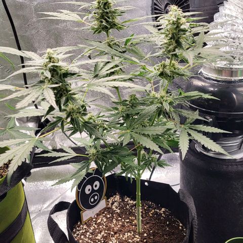 Toof Decay x Walter White growlog timeline photo