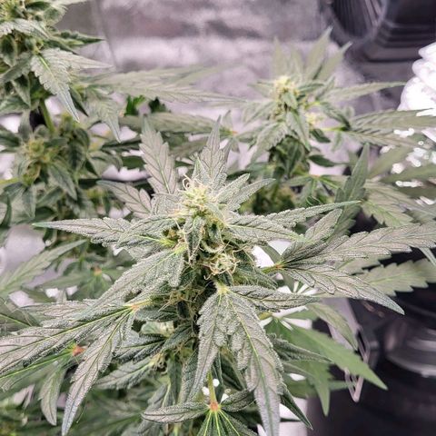 Toof Decay x Walter White growlog timeline photo