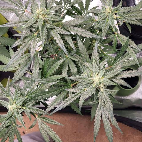 Toof Decay x Walter White growlog timeline photo