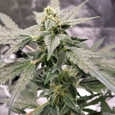 Toof Decay x Walter White growlog timeline photo