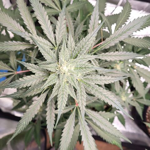 Jammy Dodgers #2 growlog timeline photo
