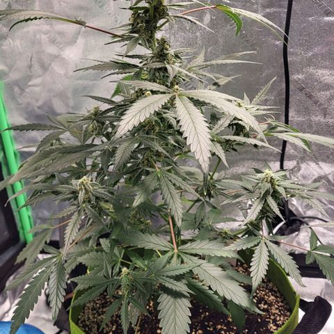 Jammy Dodgers #2 growlog timeline photo