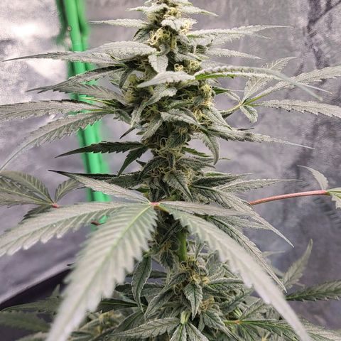 Jammy Dodgers #2 growlog timeline photo
