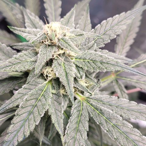 Jammy Dodgers #2 growlog timeline photo