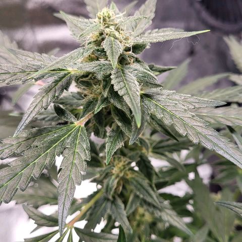 Toof Decay x Walter White growlog timeline photo