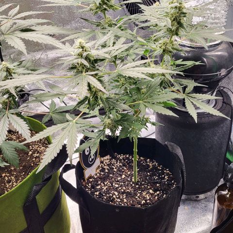 Toof Decay x Walter White growlog timeline photo