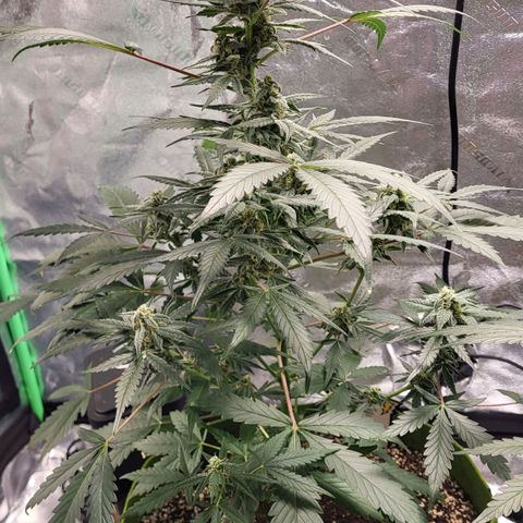 Jammy Dodgers #2 growlog timeline photo