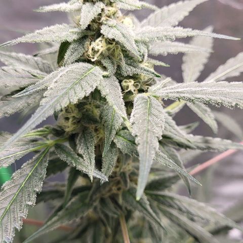 Jammy Dodgers #2 growlog timeline photo