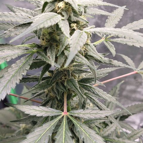 Jammy Dodgers #2 growlog timeline photo