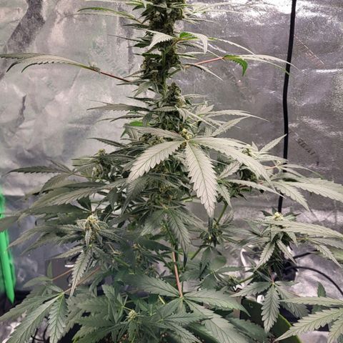 Jammy Dodgers #2 growlog timeline photo