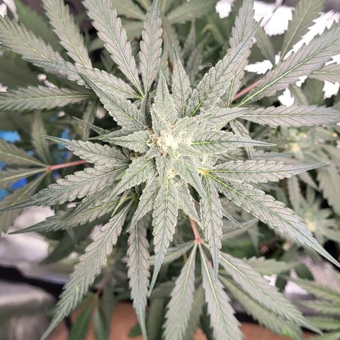 Jammy Dodgers #2 growlog timeline photo