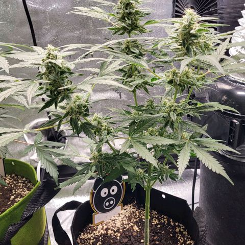 Toof Decay x Walter White growlog timeline photo