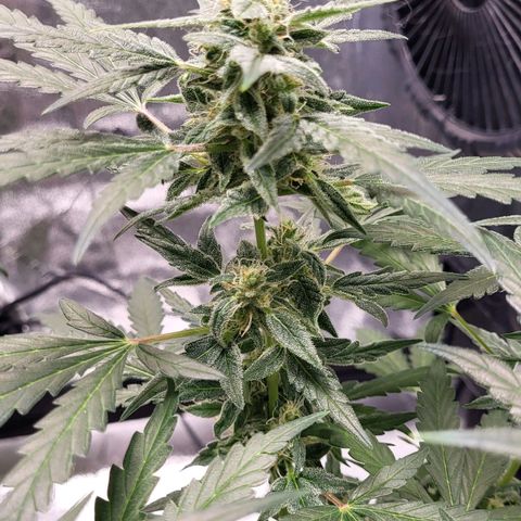 Toof Decay x Walter White growlog timeline photo