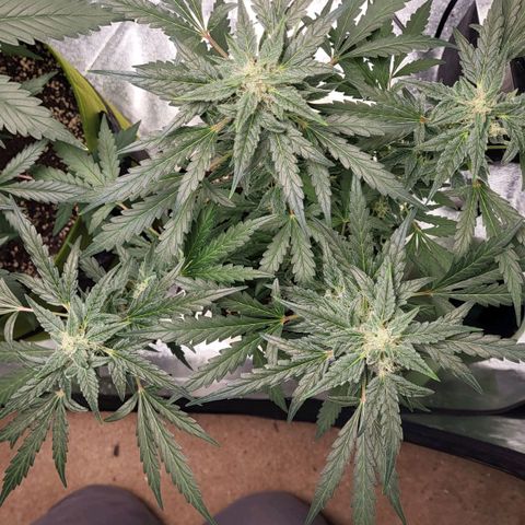 Toof Decay x Walter White growlog timeline photo