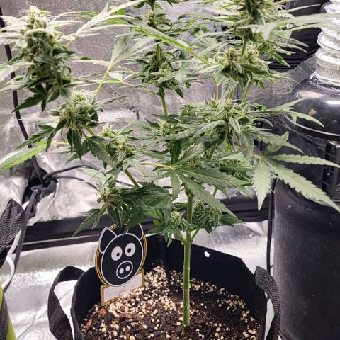Toof Decay x Walter White growlog timeline photo