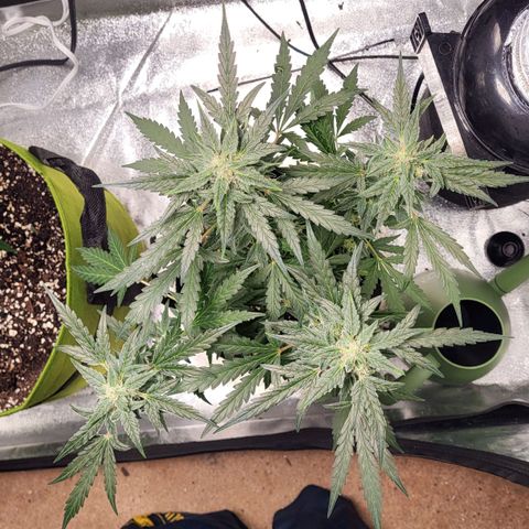 Toof Decay x Walter White growlog timeline photo