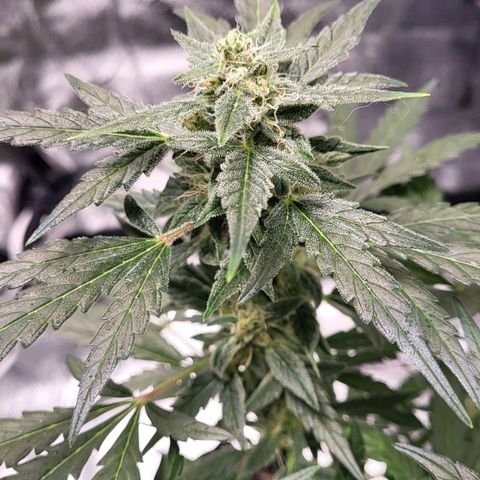 Toof Decay x Walter White growlog timeline photo