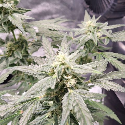 Toof Decay x Walter White growlog timeline photo