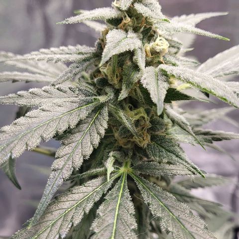 Jammy Dodgers #2 growlog timeline photo