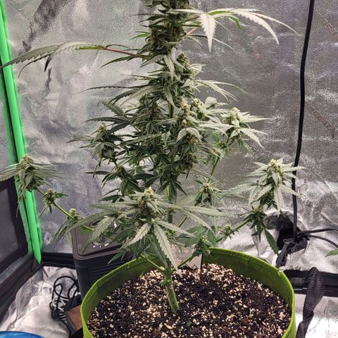 Jammy Dodgers #2 growlog timeline photo