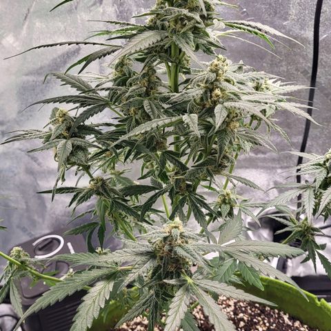 Jammy Dodgers #2 growlog timeline photo