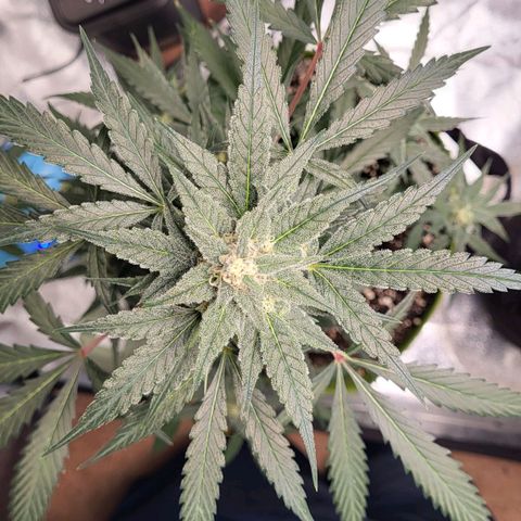 Jammy Dodgers #2 growlog timeline photo