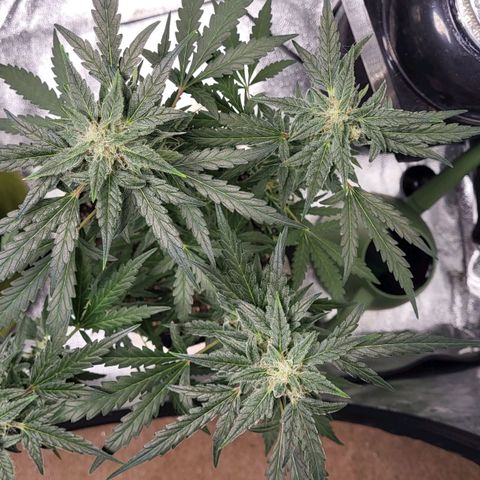 Toof Decay x Walter White growlog timeline photo