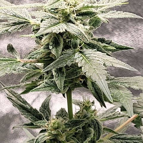 Toof Decay x Walter White growlog timeline photo