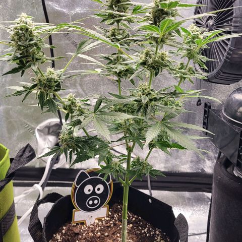 Toof Decay x Walter White growlog timeline photo